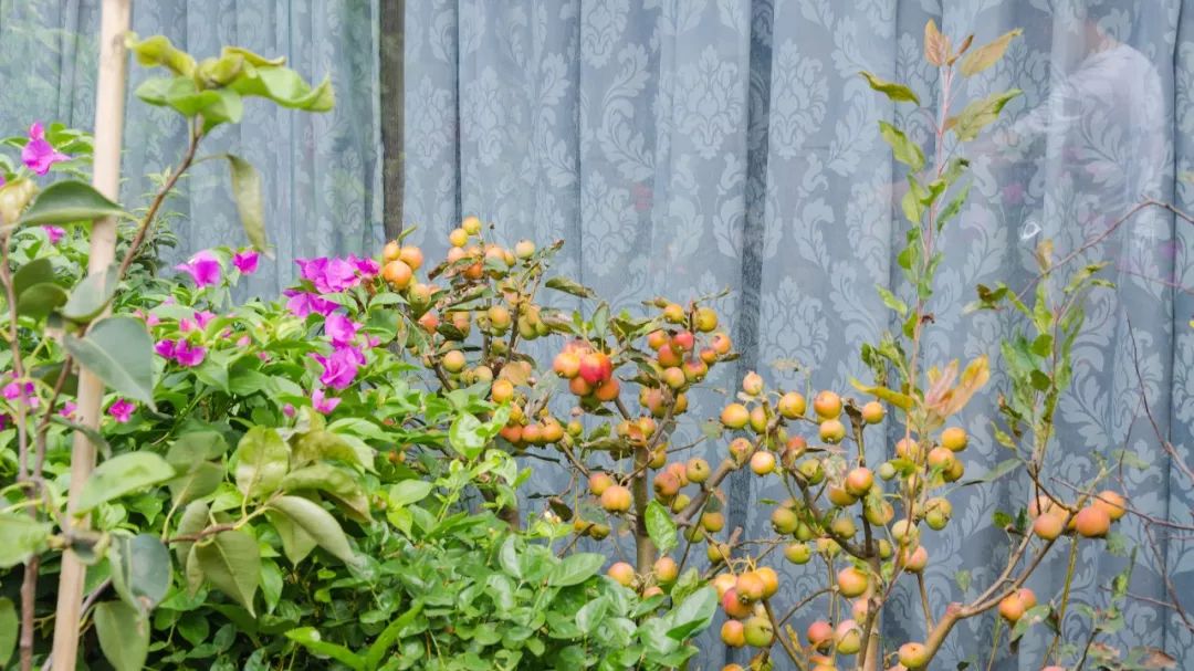 夫子庙花鸟鱼虫市场回忆,夫子庙花木鱼虫市场