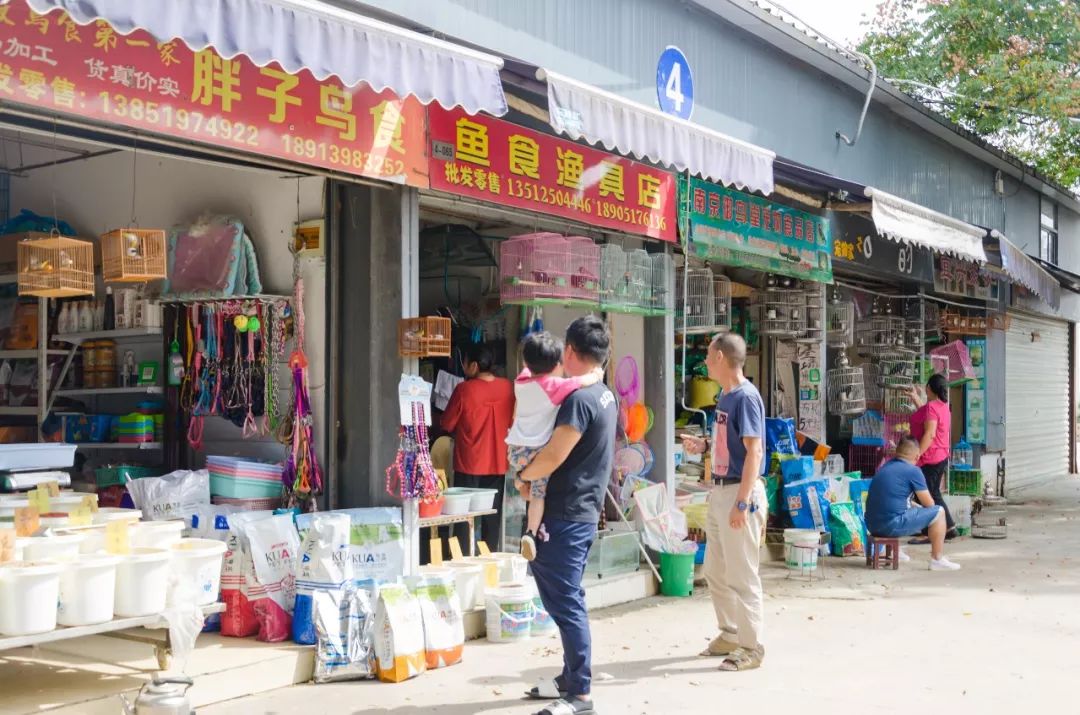 夫子庙花鸟鱼虫市场回忆,夫子庙花木鱼虫市场