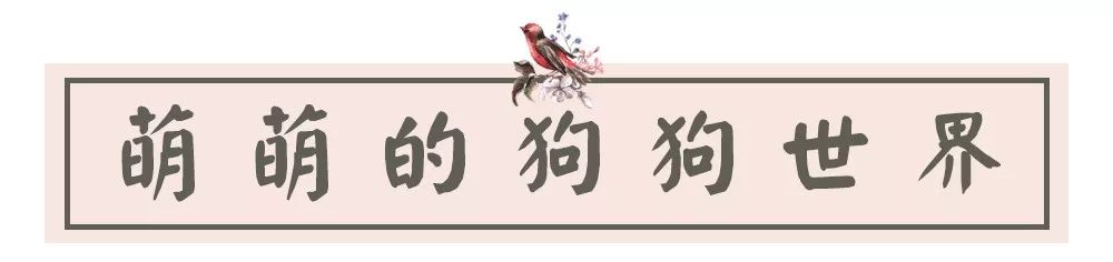 夫子庙花鸟鱼虫市场回忆,夫子庙花木鱼虫市场