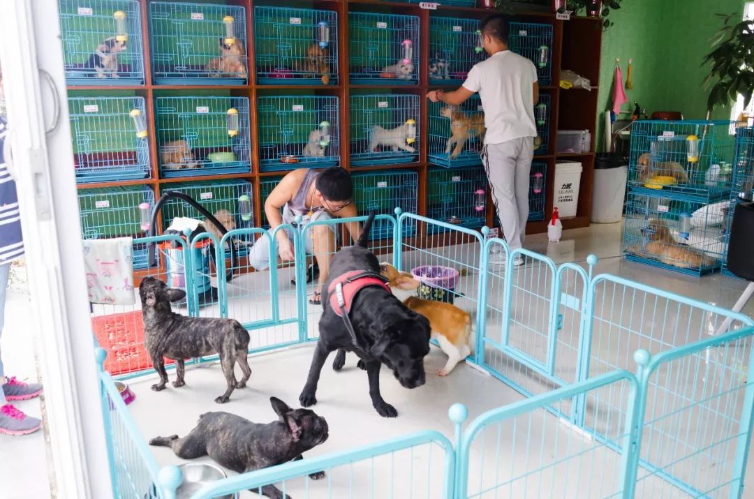 夫子庙花鸟鱼虫市场回忆,夫子庙花木鱼虫市场