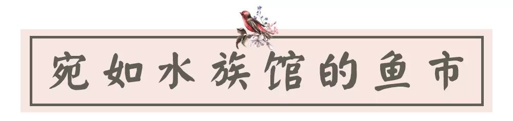 夫子庙花鸟鱼虫市场回忆,夫子庙花木鱼虫市场