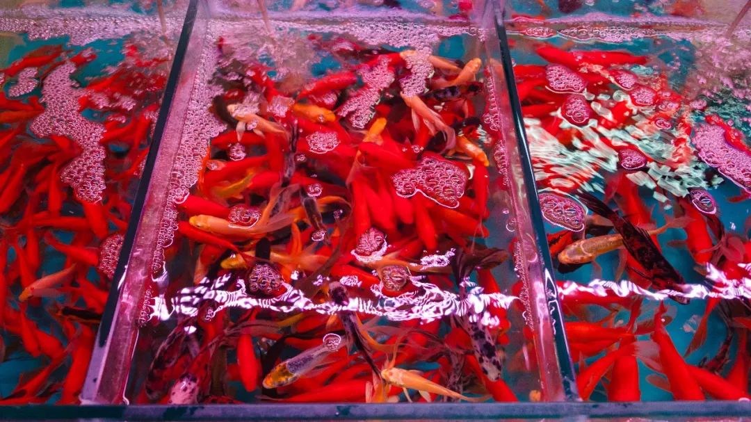 夫子庙花鸟鱼虫市场回忆,夫子庙花木鱼虫市场