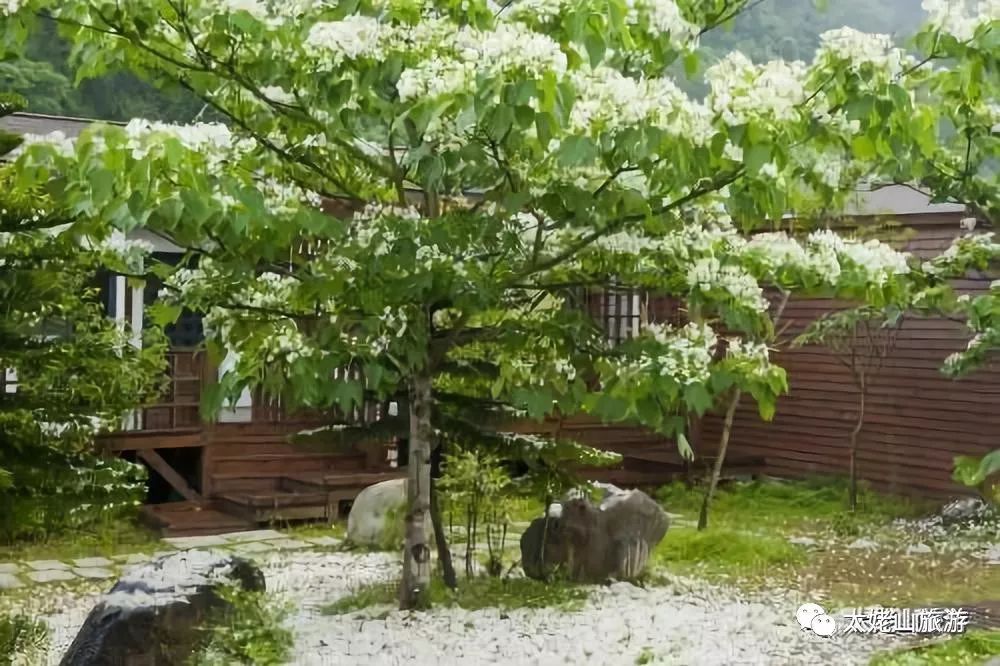 油桐的花开季节,油桐花开画面超级漂亮