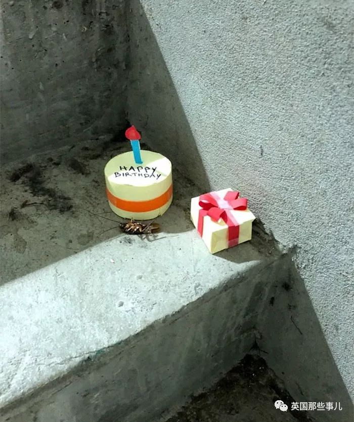 客厅发现一只死蟑螂,宿舍发现一只巨型蟑螂