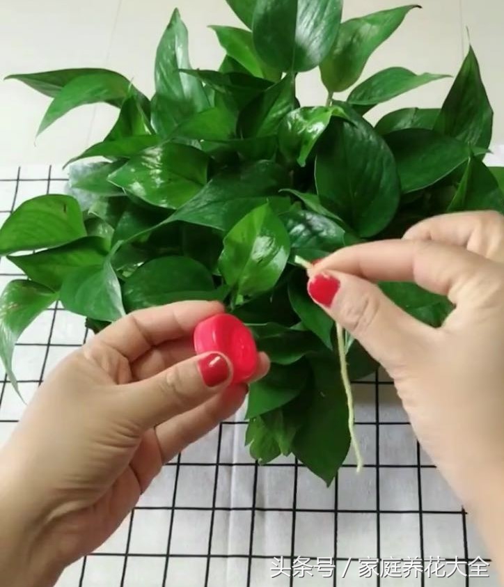 做浇花的小手工,水循环浇花手工制作