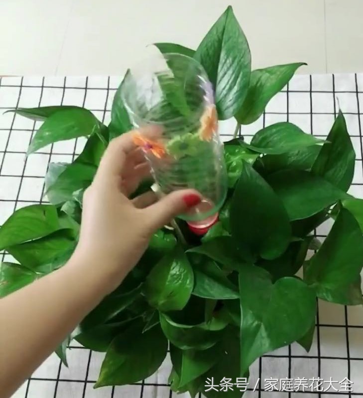 做浇花的小手工,水循环浇花手工制作