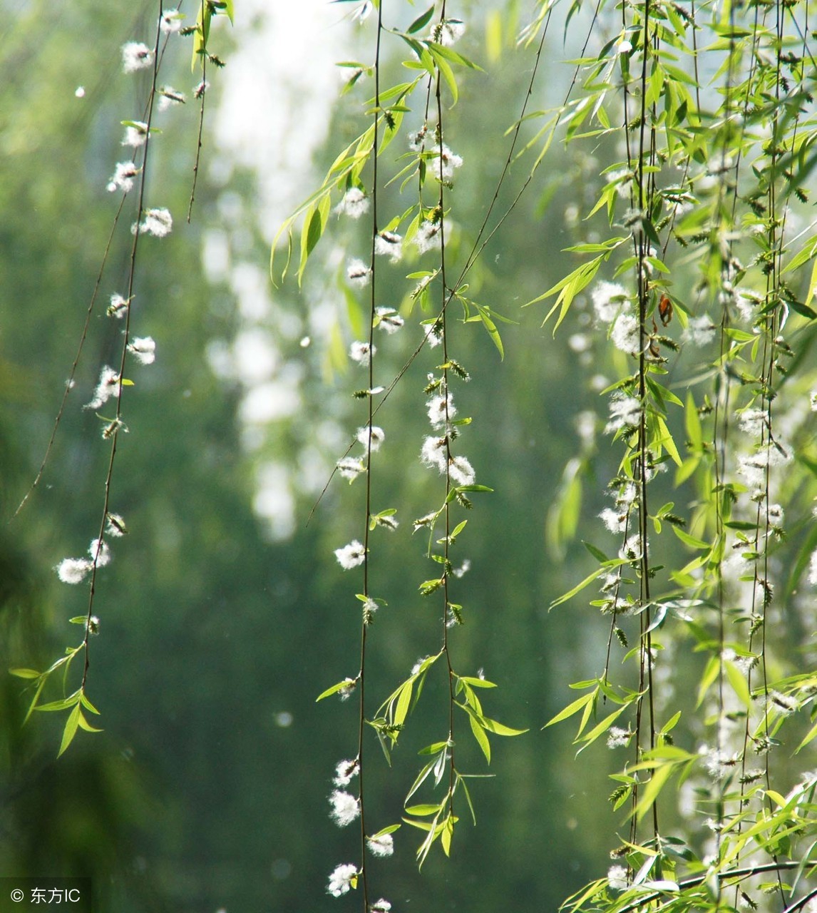 热泵这个部件最怕柳絮,严重可烧压缩机