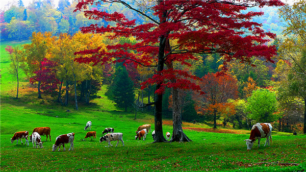 十大最美自驾游线路图,最美6条自驾游线路