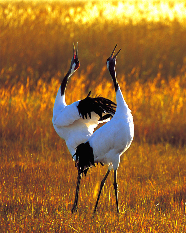 十大最美自驾游线路图,最美6条自驾游线路