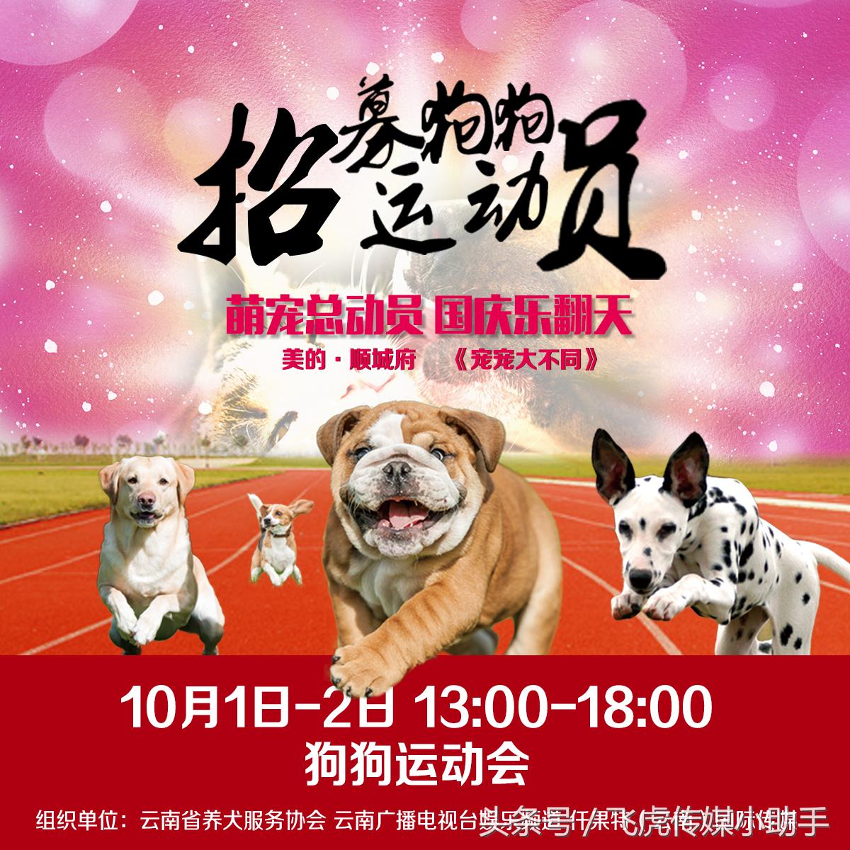 萌宠总动员第一季全集免费,萌宠总动员周末嗨翻天