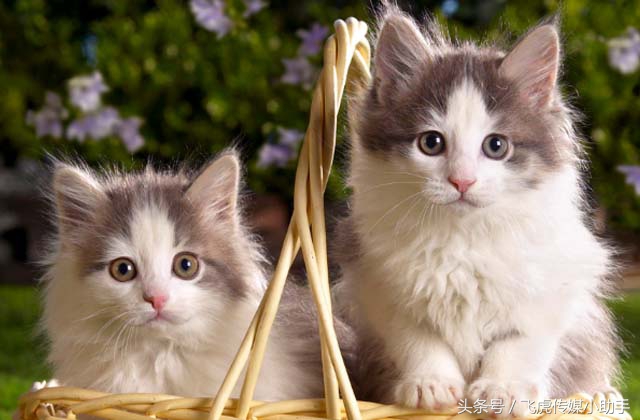 萌宠总动员第一季全集免费,萌宠总动员周末嗨翻天