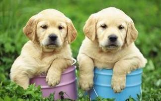 给狗狗打疫苗需要多少费用一针,给狗狗打的针一般多少钱