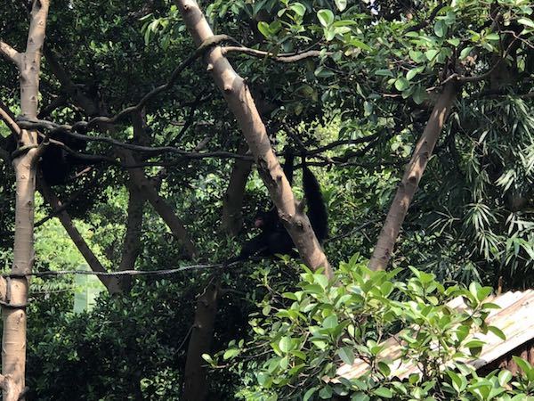 黑色十一代本田雅阁自驾游,本田雅阁轿车自驾游的真实生活