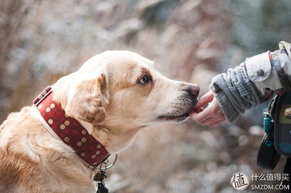 宠物罐头哪里买,宠物猫狗罐头