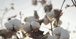 将痛经踩在脚下！除臭抗菌的艾草袜，发热3度冬天不脚冷！火爆整个日本