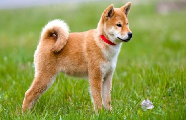 秋田犬的正确饲养方法,饲养秋田犬费用