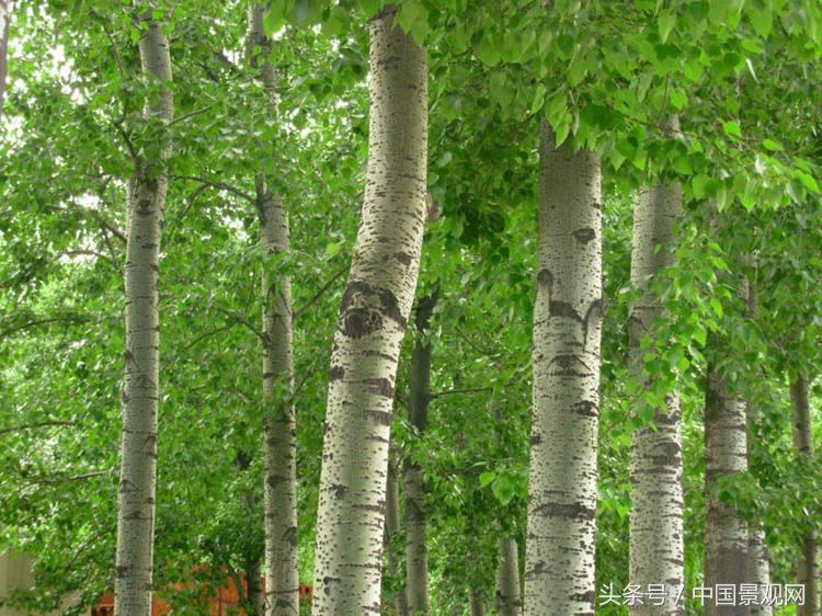 树木怎么让它树干长粗,苗木生长最快的方法