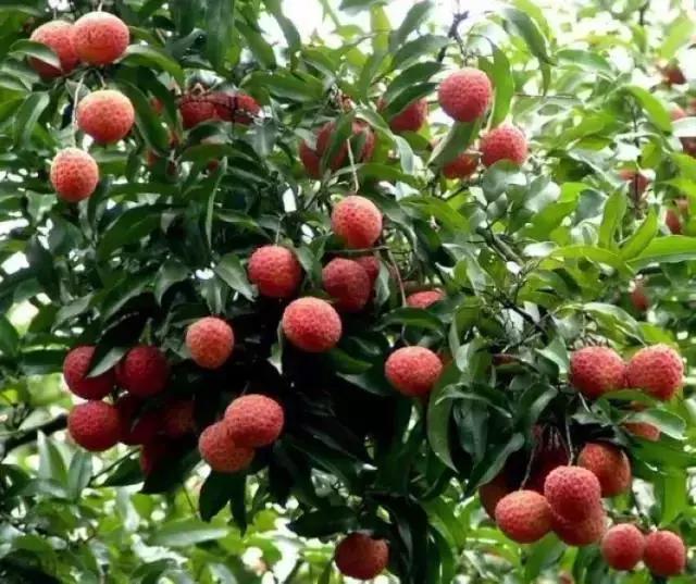 世界上有各种各样的树你听说过,世界上最美的树的排名