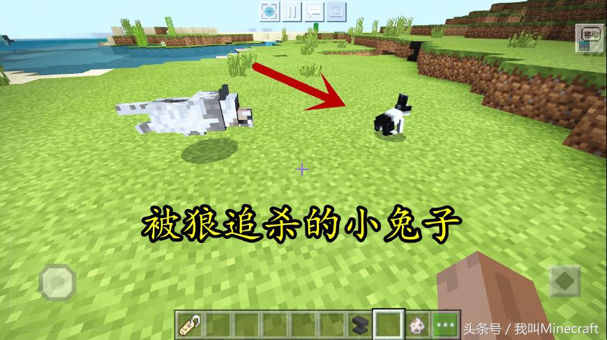 我的世界兔子的种类,我的世界兔子真正身份