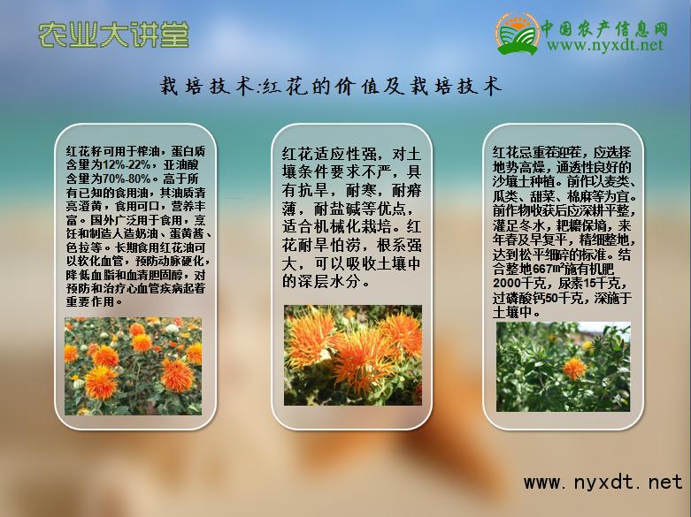 红花的种植技术和方法,红花的种植技术与方法