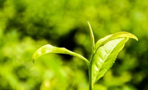 武夷岩茶单丛花名,武夷岩茶的名枞