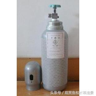 无二氧化碳无水草泥草缸造景,新手水草缸造景教程莫斯