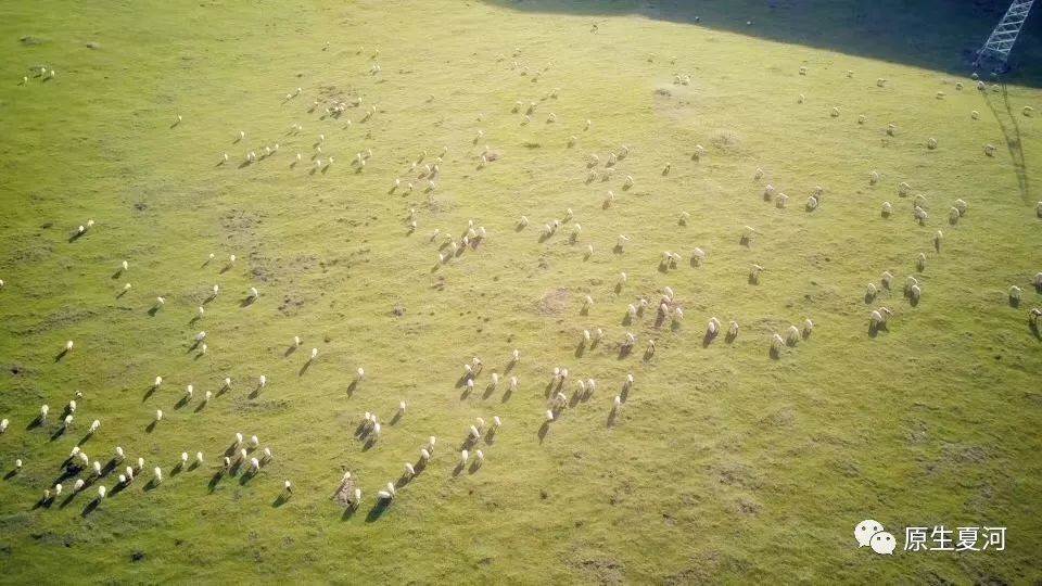 羊肉的10大忠告,调理羊肉一般添加的东西