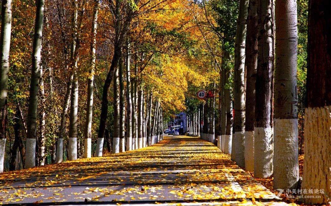 京西秋天最美的公路,北京秋天最美自驾公路