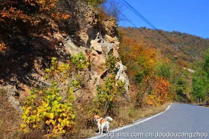 京西秋天最美的公路,北京秋天最美自驾公路
