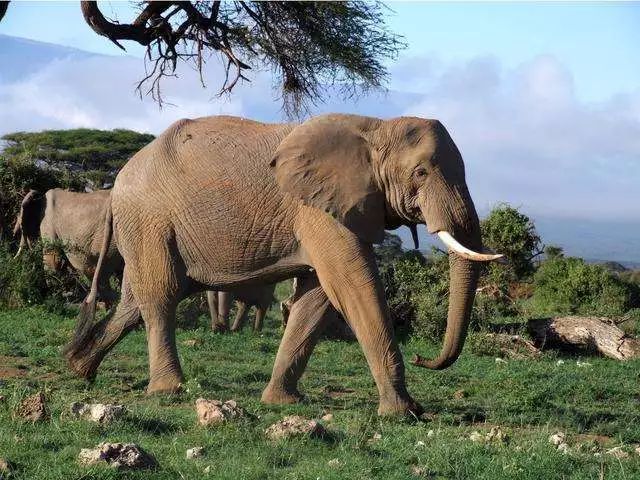 专栏｜用进化来躲避追杀！大象也学会“自救”了？