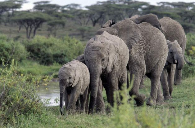专栏|用进化来躲避追杀!大象也学会“自救”了?