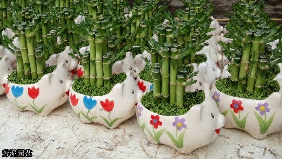 富贵竹叶子发黄怎么处理补救,养了几年的水竹叶子发黄怎么修剪