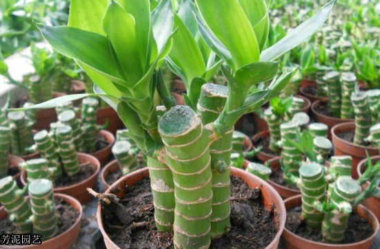 富贵竹叶子发黄怎么处理补救,养了几年的水竹叶子发黄怎么修剪