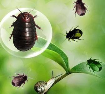 农村暴利养殖基本知识,养殖土元需要啥手续