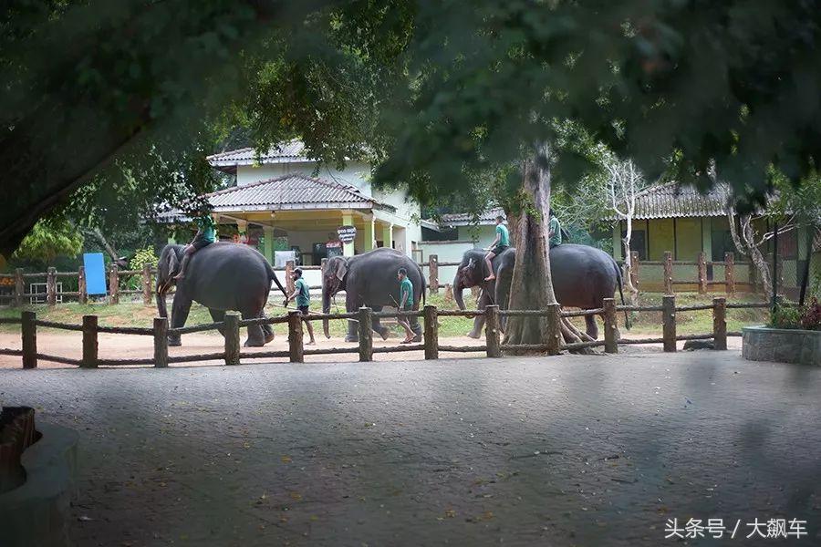 开学“B计划”之,印象斯里兰卡(一)!