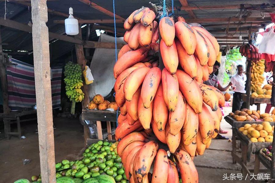 开学“B计划”之,印象斯里兰卡(一)!