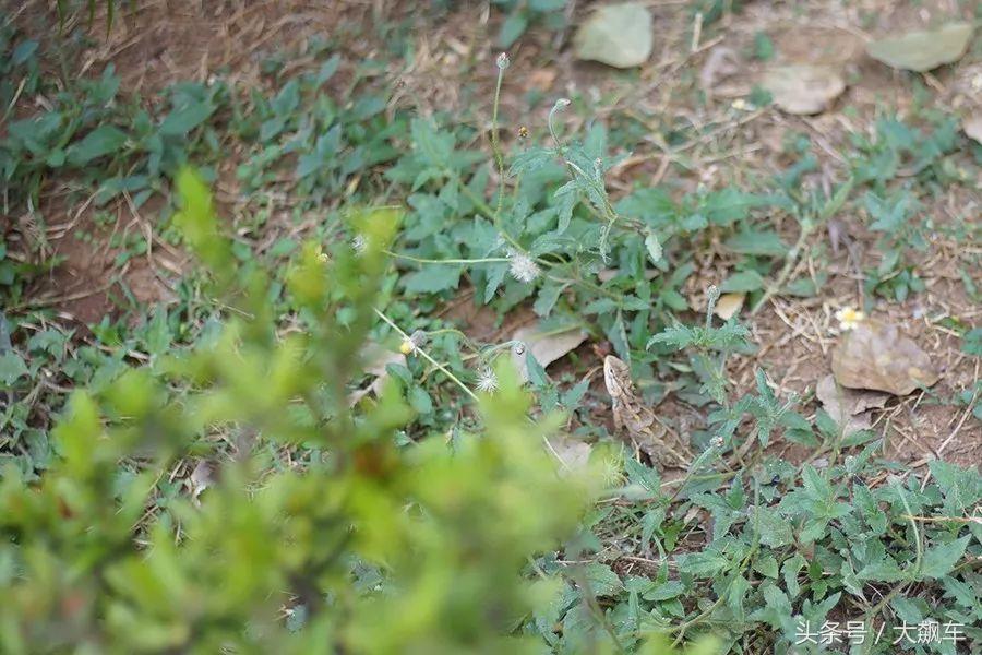 开学“B计划”之,印象斯里兰卡(一)!