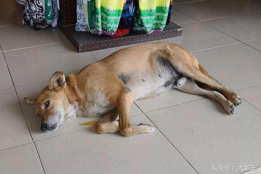 开学“B计划”之,印象斯里兰卡(一)!