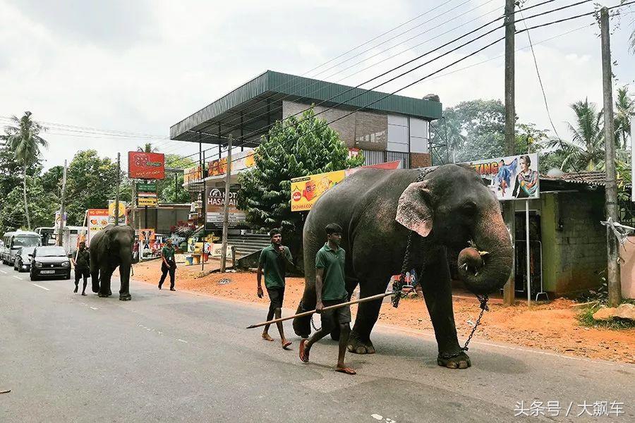 开学“B计划”之,印象斯里兰卡(一)!