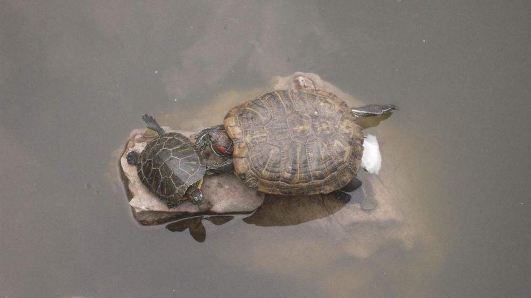 野钓乌龟有这4大技巧,哪种都能上几只,最后一种竟不用鱼竿鱼钩