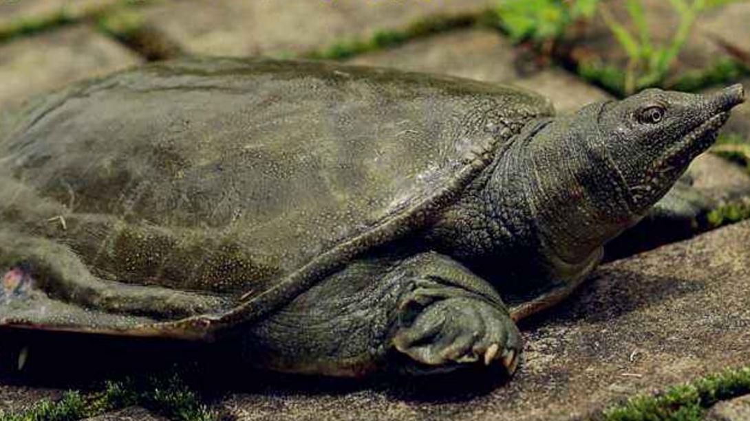 野钓乌龟有这4大技巧,哪种都能上几只,最后一种竟不用鱼竿鱼钩