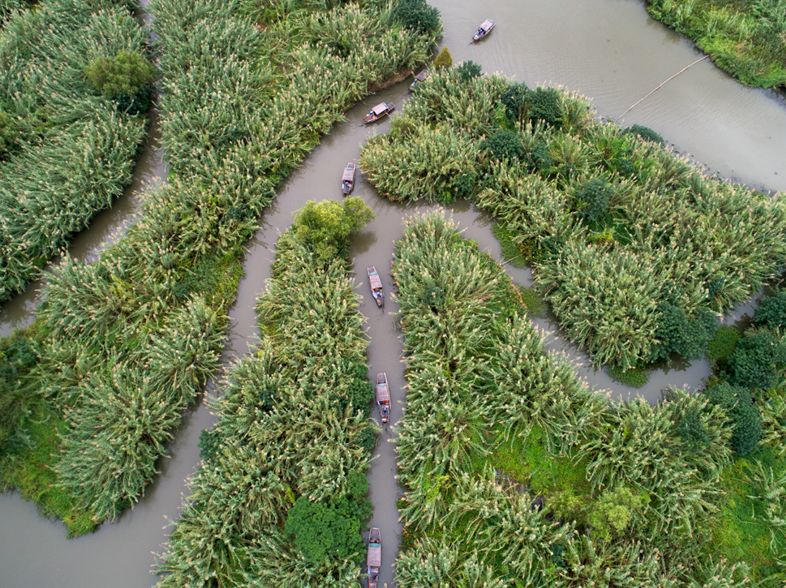 阳澄湖旅游吃大闸蟹民宿,沙家浜景区芦花湾住宿