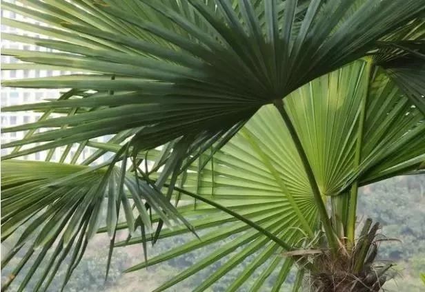 院子里适合种啥果子树,院子里栽几个树有讲究吗