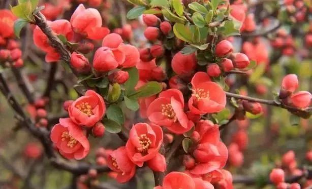 院子里适合种啥果子树,院子里栽几个树有讲究吗