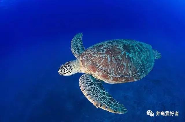 龟不沉水怎么办,西非龟一直浮在水面