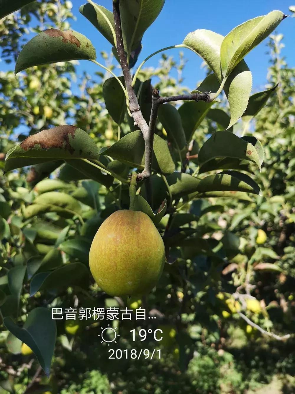 甘甜多汁的*疆新**库尔勒香梨140g以上特级母梨产地直发