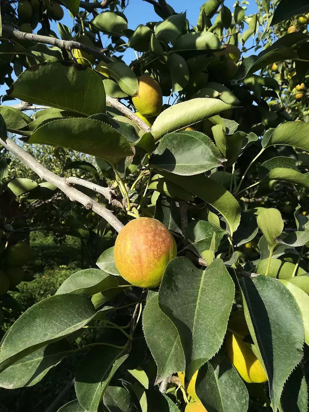 甘甜多汁的*疆新**库尔勒香梨140g以上特级母梨产地直发