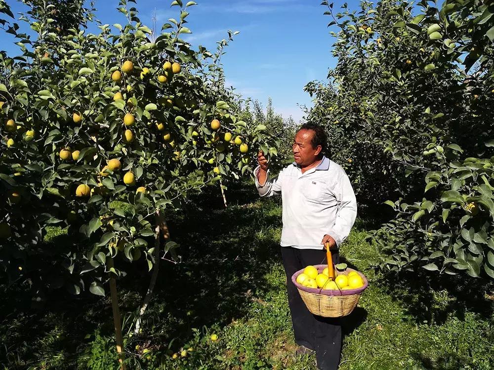 甘甜多汁的*疆新**库尔勒香梨140g以上特级母梨产地直发