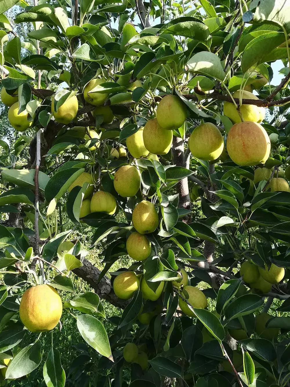 甘甜多汁的*疆新**库尔勒香梨140g以上特级母梨产地直发