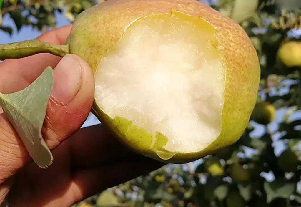 甘甜多汁的*疆新**库尔勒香梨140g以上特级母梨产地直发